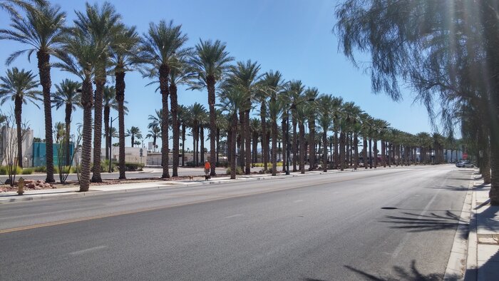Street with palm trees